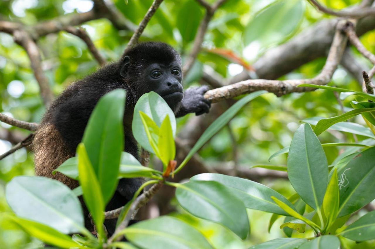 Urraca Monkey Island Eco Resort (Adults Only) Punta Laurel Exteriör bild